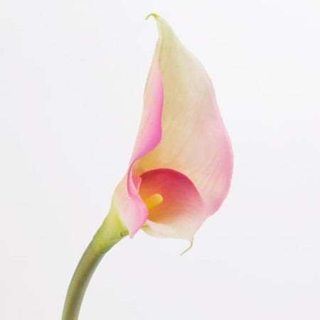 FLEUR ARTIFICIELLE CALLALILY – 65CM -2TONS WHITE/LIGHT PINK